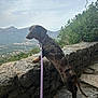 dog, dachshund, leash, collar, stone_wall, mountains, valley, cloudy_sky, outdoor, nature, scenic_view, curious, pet, walking, brown_dog, long_body, greenery, pathway, rock, daytime