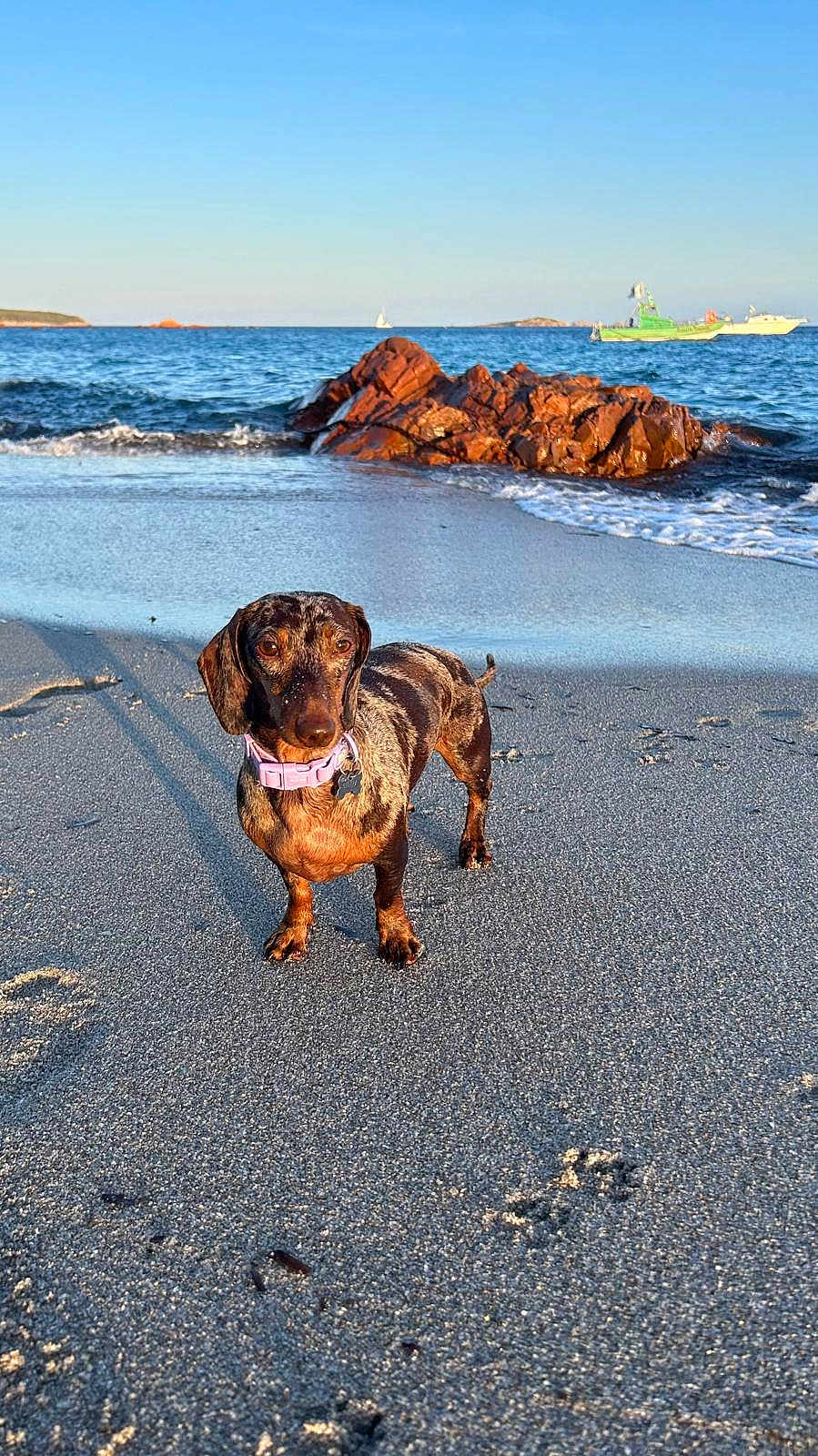 Stella