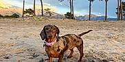 Stella participe au concours pour gagner de l'argent avec cette photo : dog, dachshund, beach, sand, ball, collar, trees, mountains, sky, outdoor, pet, animal, play, nature, sunset, landscape, canine, grass, daytime, cute