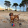 dog, dachshund, beach, sand, ball, collar, trees, mountains, sky, outdoor, pet, animal, play, nature, sunset, landscape, canine, grass, daytime, cute