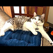 Luca joined the competition — help win amazing prizes! cat, chair, collar, cushion, domestic_animal, ears, feline, floor, fur, home, indoor, paws, pet, relaxed, stretching, tabby_cat, tile_floor, whiskers, white_cat, wooden_chair