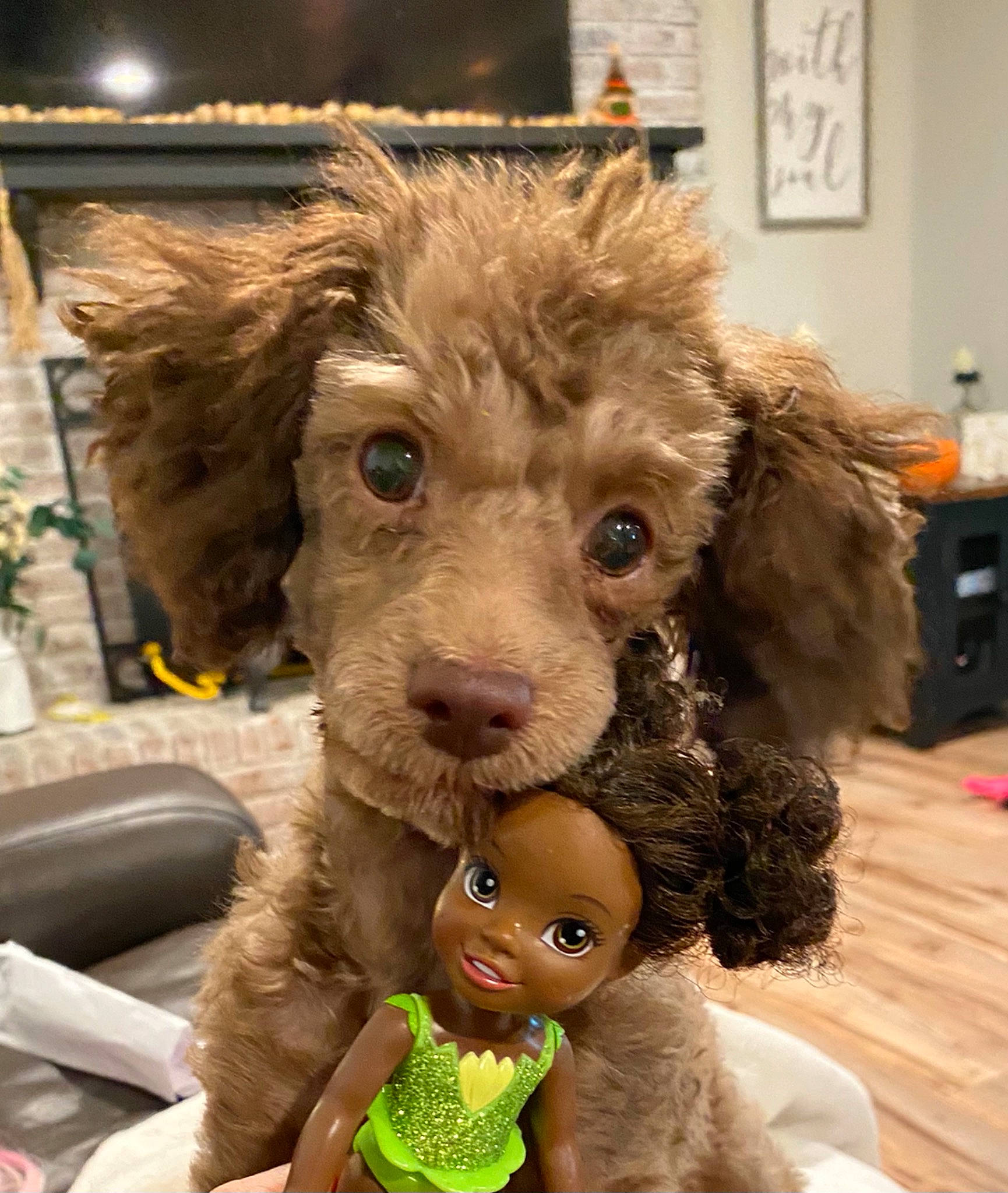 Ruby joined the competition — help win amazing prizes! canidae, carnivore, companion_dog, dog, dog_breed, dog_collar, fawn, fur, happy, liver, plush, puppy_love, snout, spaniel, sporting_group, stuffed_toy, terrier, toy, toy_dog, working_animal