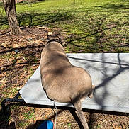 Baby Girl joined the competition — help win amazing prizes! backyard, blue_sneaker, charging_cable, collar, dirt, dog, dog_cot, elevated_bed, grass, house, leaves, outdoor, pet, relaxed, shadow, shoe, sitting, sunlight, tail, tree