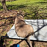 backyard, blue_sneaker, charging_cable, collar, dirt, dog, dog_cot, elevated_bed, grass, house, leaves, outdoor, pet, relaxed, shadow, shoe, sitting, sunlight, tail, tree
