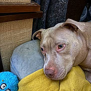 Baby Girl joined the competition — help win amazing prizes! dog, pitbull, pet, resting, closeup, toy, plush_toy, blue_toy, cushion, blanket, yellow_blanket, fur, eyes, ears, muzzle, indoor, home_interior, woven_basket, curtain, shelf