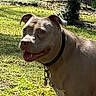 Baby Girl joined the competition — help win amazing prizes! backyard, canine, closeup, collar, dog, ears, grass, happy, leash, muzzle, nature, outdoor, park, pet, pit_bull, portrait, shade, sunlight, tag, tongue