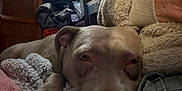 Baby Girl is registered to the contest to win money with this photo: dog, pitbull, pet, sleeping, close_up, blanket, cozy, indoors, fur, paw, face, resting, human_arm, furniture, clutter, soft_texture, cuddling, household, low_light, portrait
