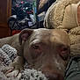 dog, pitbull, pet, sleeping, close_up, blanket, cozy, indoors, fur, paw, face, resting, human_arm, furniture, clutter, soft_texture, cuddling, household, low_light, portrait