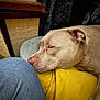 dog, pet, sleeping, resting, blanket, yellow_blanket, nose, snout, ear, bed, cushion, jeans, knee, indoor, close_up, domestic, cozy, companion, portrait, muzzle