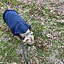 dog, pet, leash, hoodie, collar, grass, dry_leaves, autumn, sidewalk, sniffing, outdoors, walking, brown_dog, tan_fur, canine, ground, pavement, park, portrait, winter_grass