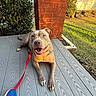 blue_sneaker, brick_pillar, dog, grass, happy, lawn, leash, nails, outdoor, paws, pet, porch, red_leash, shadow, shoe, shrub, smiling_dog, sunlight, tongue, wood_deck