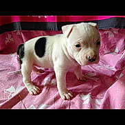 Jaelly participe au concours pour gagner de l'argent avec cette photo : animal, black_spot, blanket, canine, cute, dog, ears, fur, indoor, looking, nose, pet, pink_blanket, portrait, puppy, small, soft_texture, standing, white, young