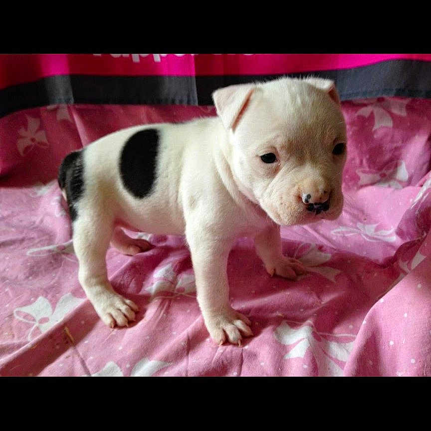 Jaelly participe au concours pour gagner de l'argent avec cette photo : animal, black_spot, blanket, canine, cute, dog, ears, fur, indoor, looking, nose, pet, pink_blanket, portrait, puppy, small, soft_texture, standing, white, young