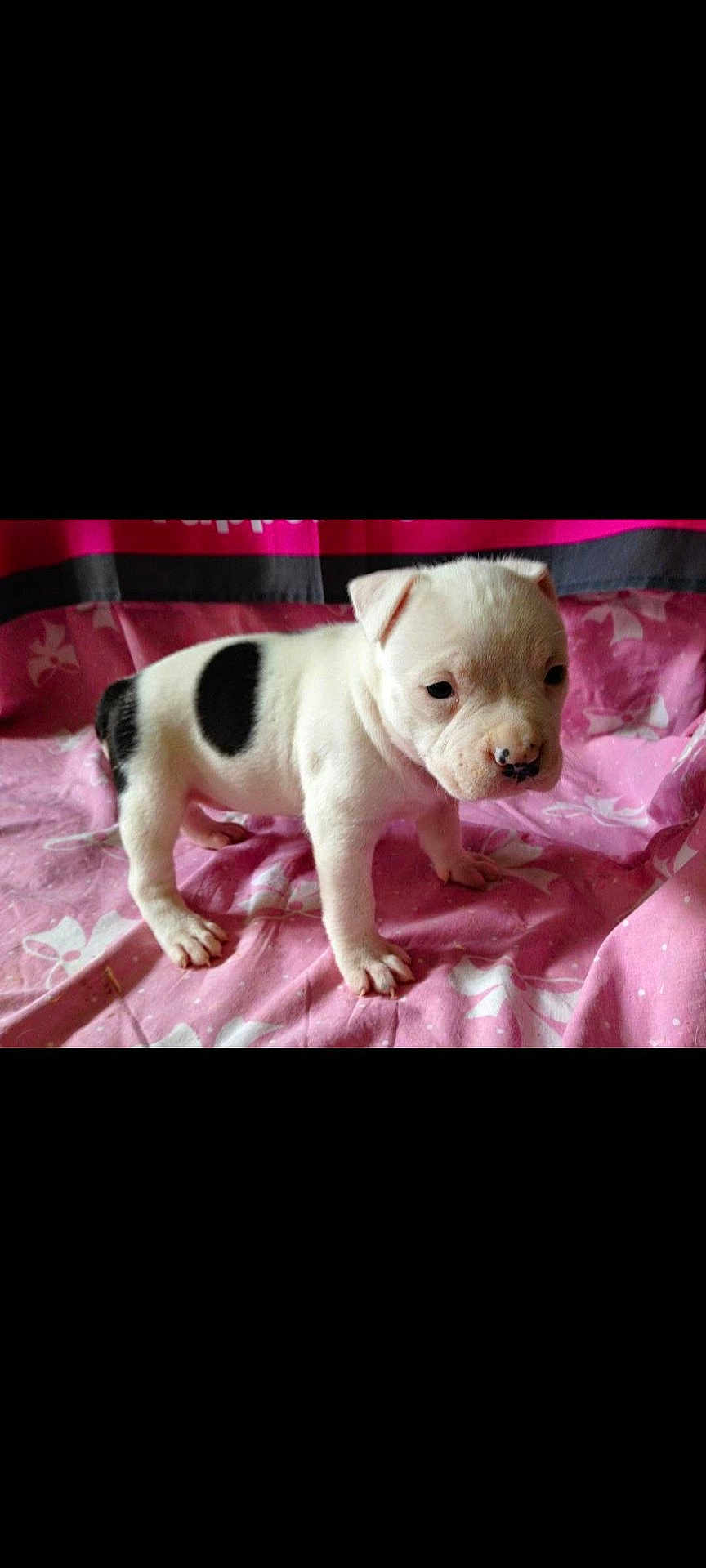 Jaelly participe au concours pour gagner de l'argent avec cette photo : animal, black_spot, blanket, canine, cute, dog, ears, fur, indoor, looking, nose, pet, pink_blanket, portrait, puppy, small, soft_texture, standing, white, young