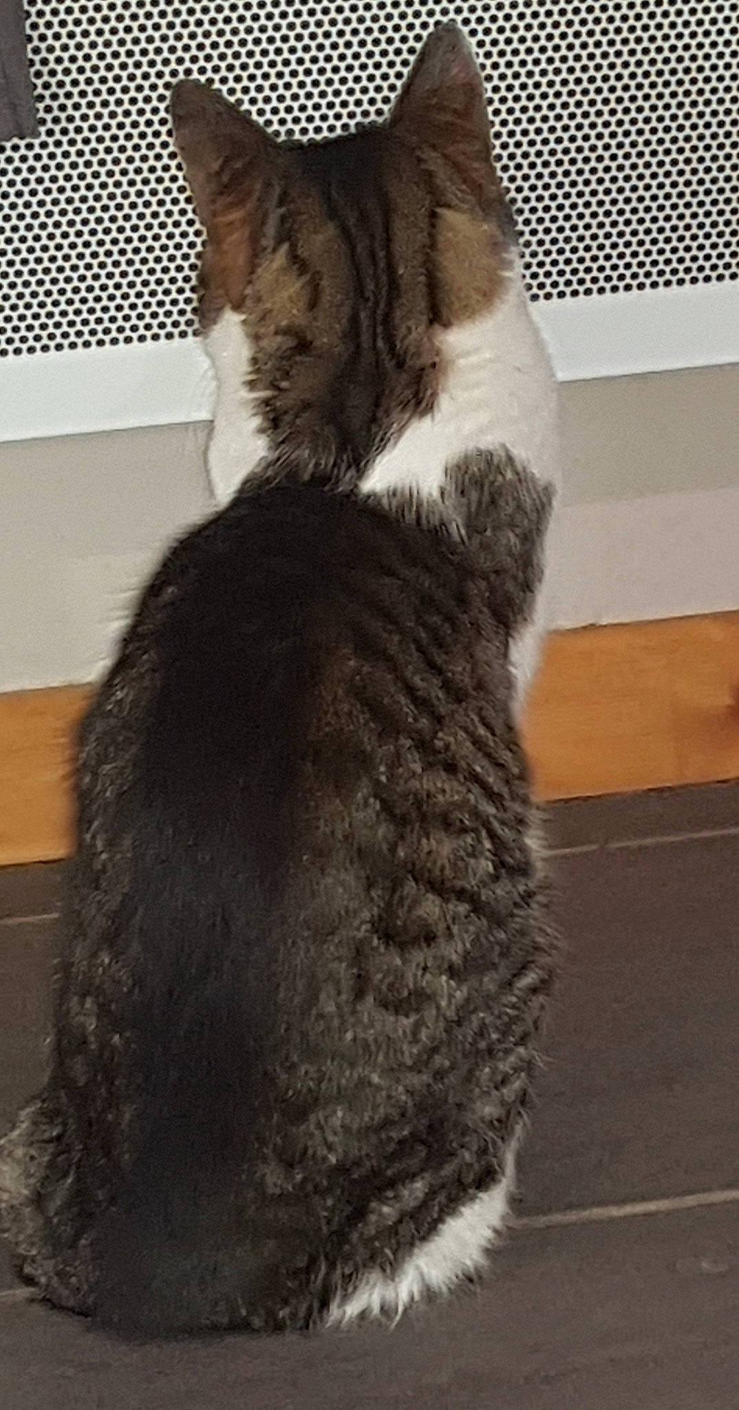 Mimine participe au concours pour gagner de l'argent avec cette photo : canidae, carnivore, cat, claw, collar, dog_breed, domestic_short_haired_cat, ear, fawn, felidae, formal_wear, fur, gesture, liver, small_to_medium_sized_cats, snout, sporting_group, tail, terrestrial_animal, whiskers