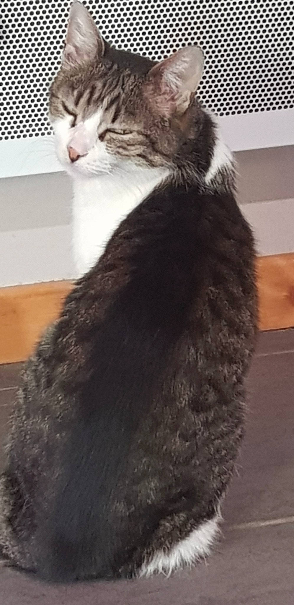 Mimine participe au concours pour gagner de l'argent avec cette photo : carnivore, cat, claw, comfort, domestic_short_haired_cat, felidae, foot, fur, gesture, natural_material, sitting, small_to_medium_sized_cats, tail, terrestrial_animal, whiskers