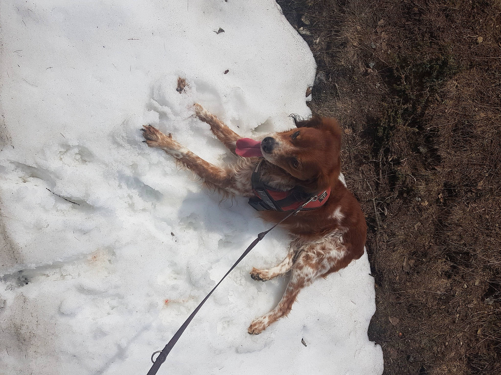 Lewis participe au concours pour gagner de l'argent avec cette photo : adventure, canidae, carnivore, collar, companion_dog, dog, dog_breed, dog_collar, fawn, freezing, leash, liver, pet_supply, recreation, snout, snow, sporting_group, tail, winter, wood