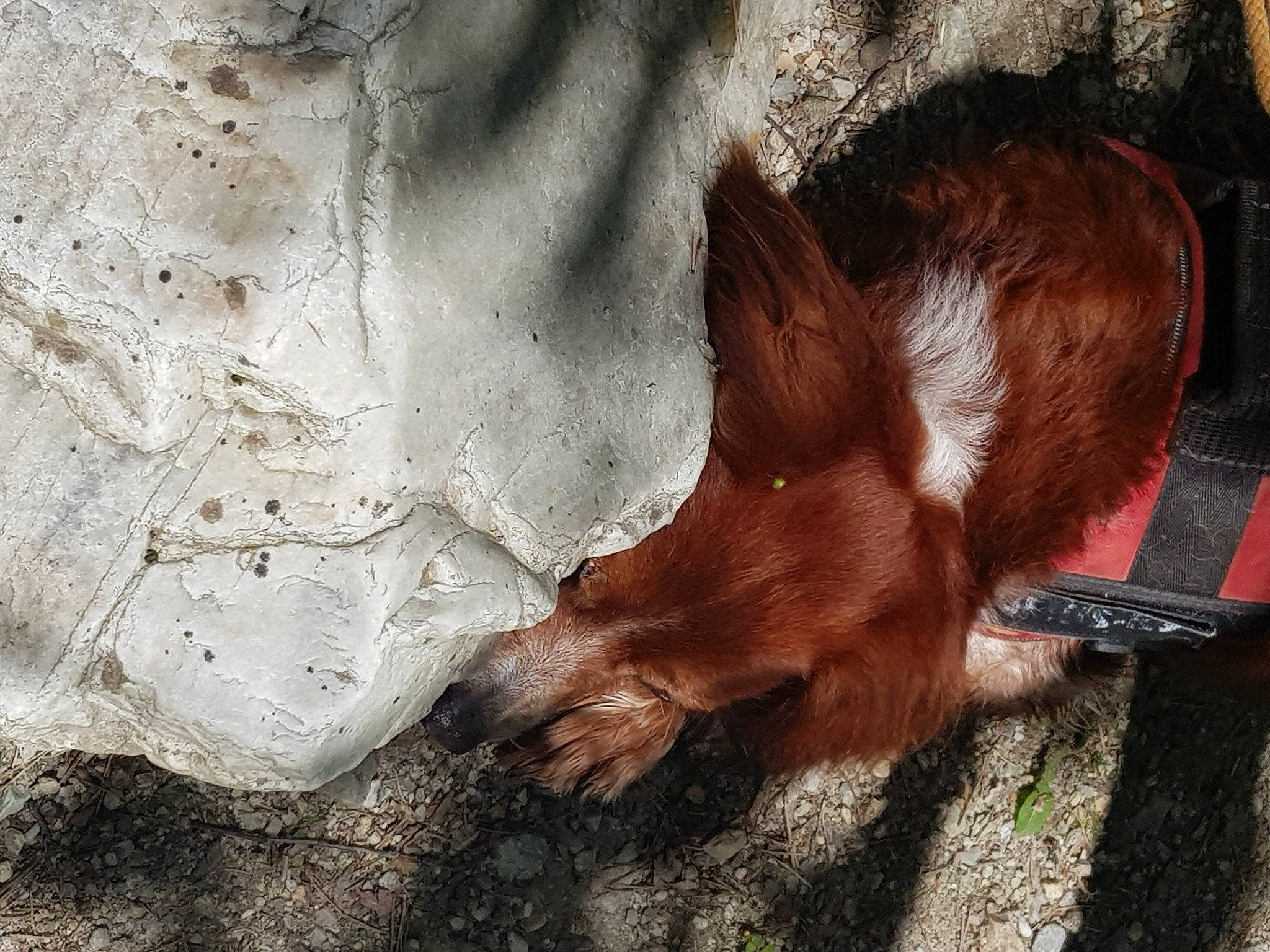 Lewis participe au concours pour gagner de l'argent avec cette photo : canidae, carnivore, dog_breed, domestic_pig, eye, fawn, fur, goats, grass, liver, livestock, plant, snout, soil, sporting_group, tail, terrestrial_animal, whiskers, wildlife, wood