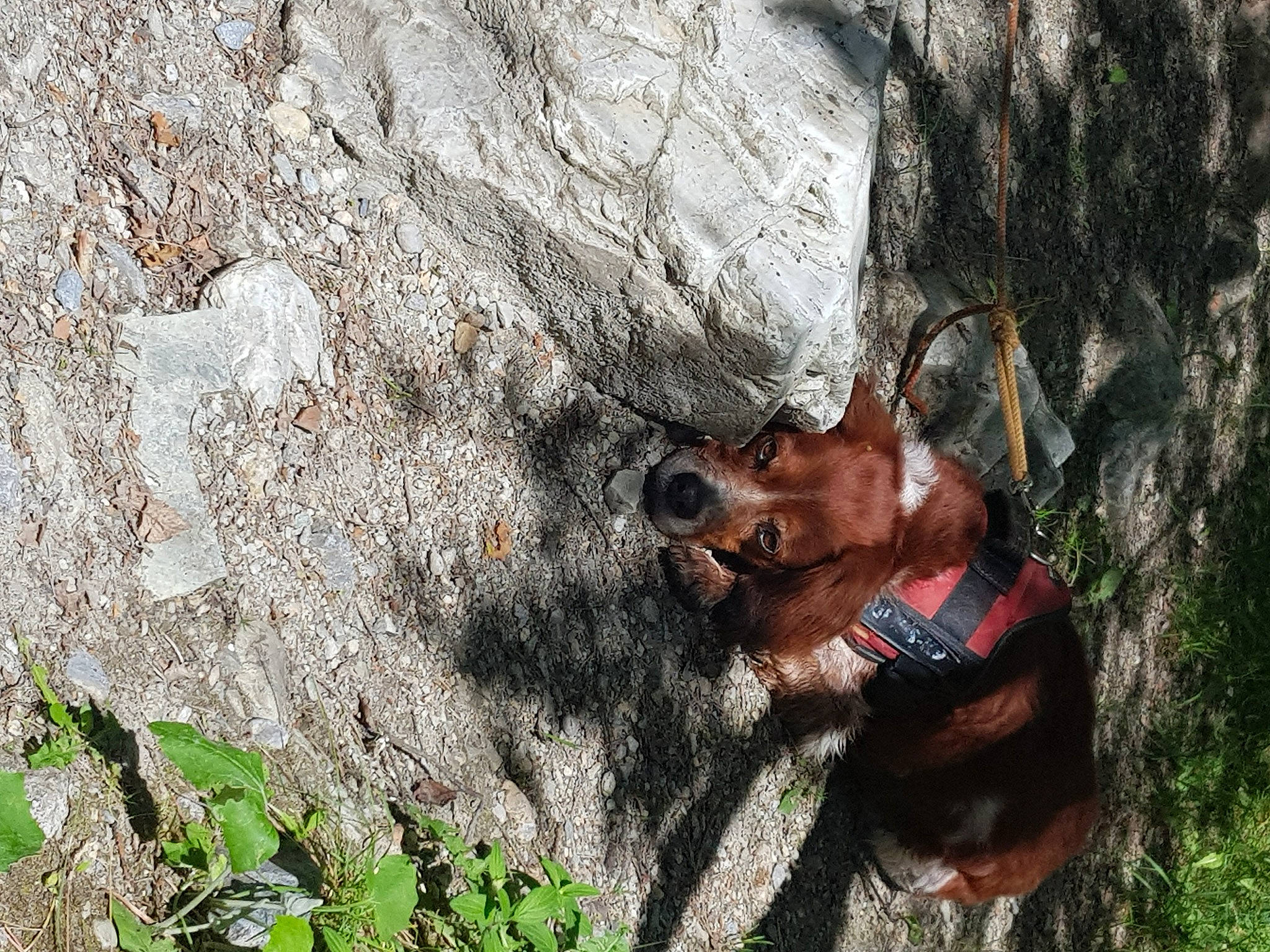 Lewis a rejoint le concours — aidez-le/la à gagner de superbes lots ! adventure, bedrock, carnivore, collar, companion_dog, dog, dog_breed, dog_collar, fawn, grass, liver, plant, recreation, snout, terrestrial_animal, tree, trunk, wildlife, wood, working_animal