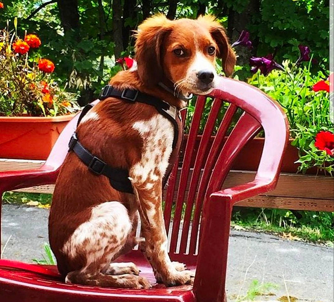 Lewis a rejoint le concours — aidez-le/la à gagner de superbes lots ! canidae, carnivore, collar, companion_dog, dog, dog_breed, dog_collar, dog_supply, fawn, flower, flowerpot, grass, hound, liver, outdoor_furniture, pet_supply, plant, sporting_group, tail, working_animal