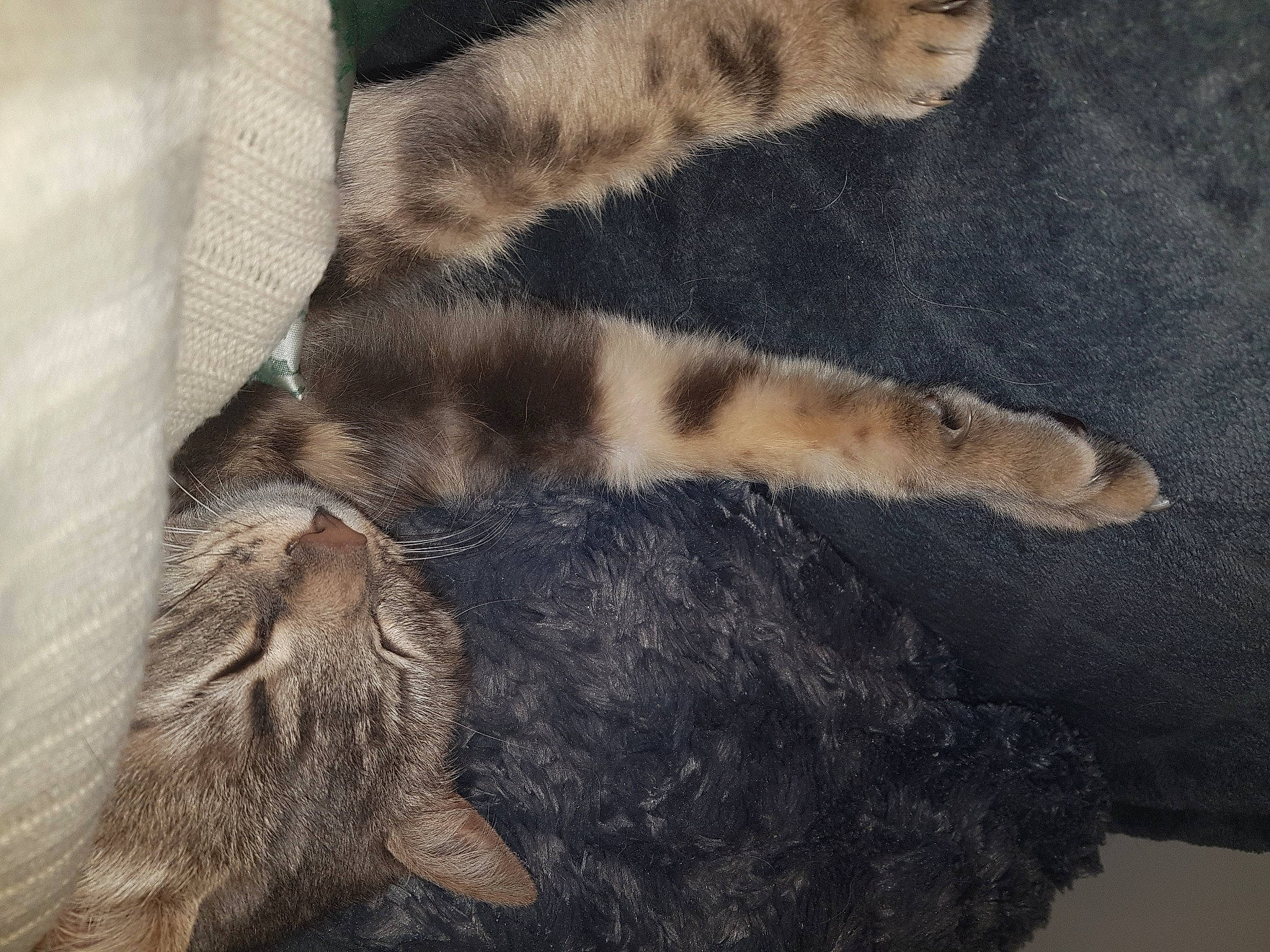 Coquine participe au concours pour gagner de l'argent avec cette photo : canidae, carnivore, carpet, cat, claw, comfort, dog_breed, domestic_short_haired_cat, fawn, felidae, fur, nap, paw, small_to_medium_sized_cats, snout, sporting_group, tail, terrestrial_animal, textile, whiskers