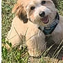 dog, puppy, grass, outdoor, pet, animal, cute, happy, playful, fur, canine, collar, nature, smiling, young, friendly, sunlight, mammal, domestic_animal, pet_accessory