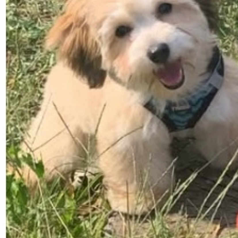 Nova joined the competition — help win amazing prizes! animal, canine, collar, cute, dog, domestic_animal, friendly, fur, grass, happy, mammal, nature, outdoor, pet, pet_accessory, playful, puppy, smiling, sunlight, young