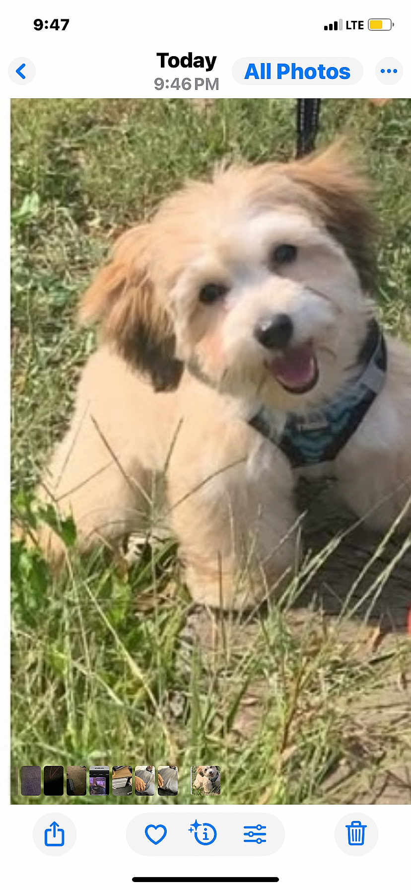 Nova