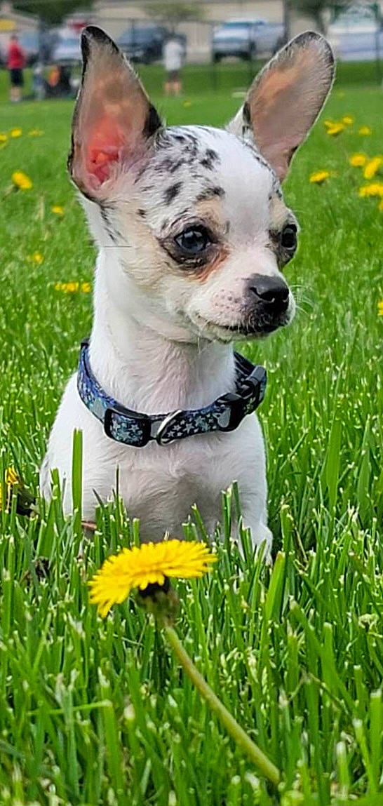 Blue is registered to the contest to win money with this photo: carnivore, collar, companion_dog, dog, dog_breed, dog_collar, dog_supply, fawn, flower, grass, green, mammal, meadow, people_in_nature, plant, snout, summer, vertebrate, whiskers, working_animal