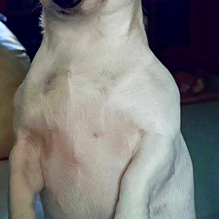 Gracie