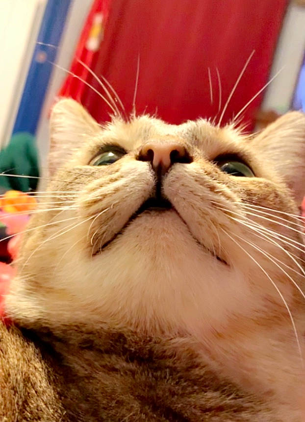 Terra joined the competition — help win amazing prizes! asian, british_semi_longhair, carnivore, cat, close_up, fawn, felidae, fur, kitten, mammal, munchkin, nose, persian, small_to_medium_sized_cats, snout, vertebrate, whiskers