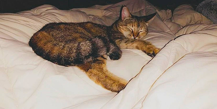 Terra joined the competition — help win amazing prizes! american_shorthair, asian, california_spangled, carnivore, cat, comfort, domestic_short_haired_cat, dragon_li, european_shorthair, felidae, fur, german_rex, kitten, nap, paw, pixie_bob, sleep, small_to_medium_sized_cats, tabby_cat, whiskers