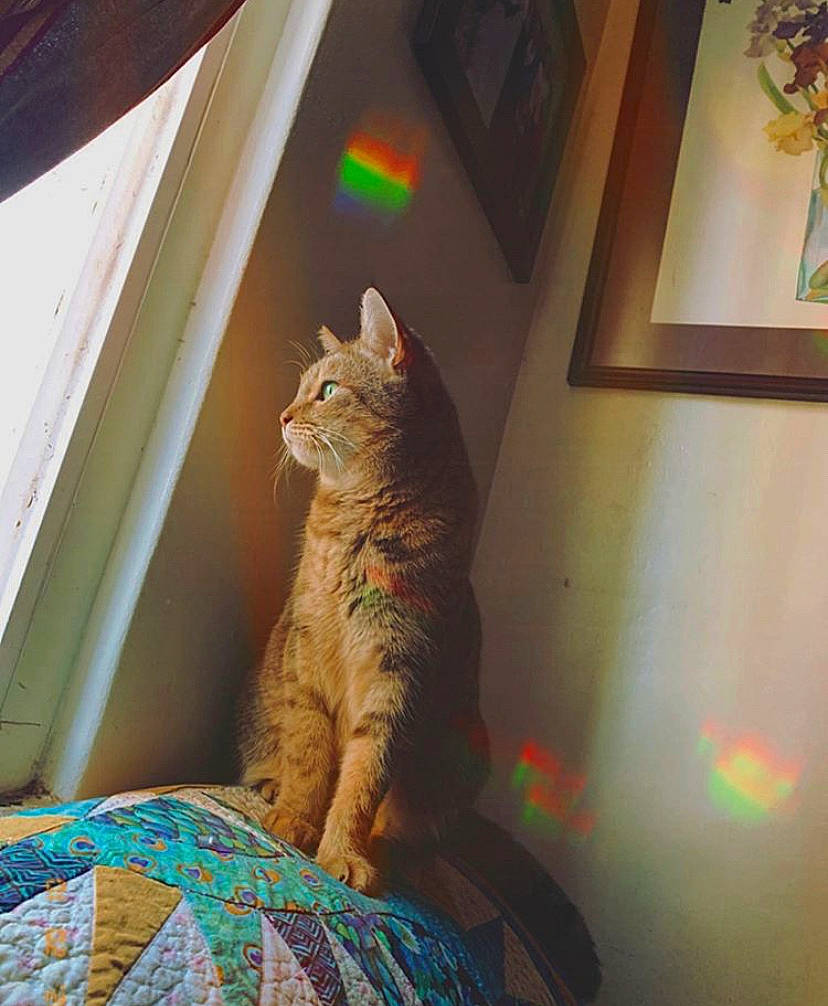 Terra is registered to the contest to win money with this photo: carnivore, cat, domestic_short_haired_cat, european_shorthair, eye, felidae, fur, german_rex, kitten, room, small_to_medium_sized_cats, snapshot, sunlight, tabby_cat, tail, whiskers, window