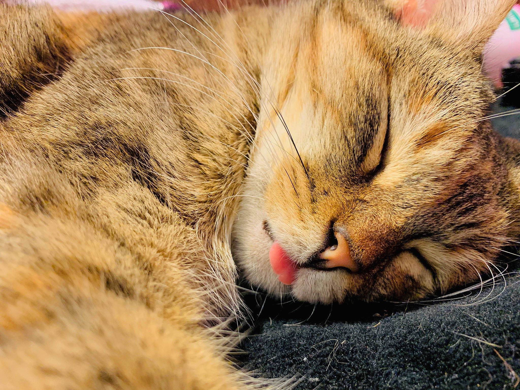 Terra joined the competition — help win amazing prizes! asian, carnivore, cat, close_up, domestic_short_haired_cat, dragon_li, european_shorthair, eye, felidae, fur, mammal, nap, nose, paw, pixie_bob, sleep, small_to_medium_sized_cats, snout, tabby_cat, whiskers