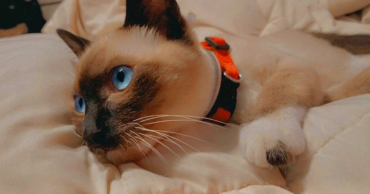 Umbra Indigo is registered to the contest to win money with this photo: balinese, birman, carnivore, cat, colorpoint_shorthair, eye, felidae, fur, head, mammal, nose, ragdoll, siamese, small_to_medium_sized_cats, snout, snowshoe, thai, tonkinese, vertebrate, whiskers