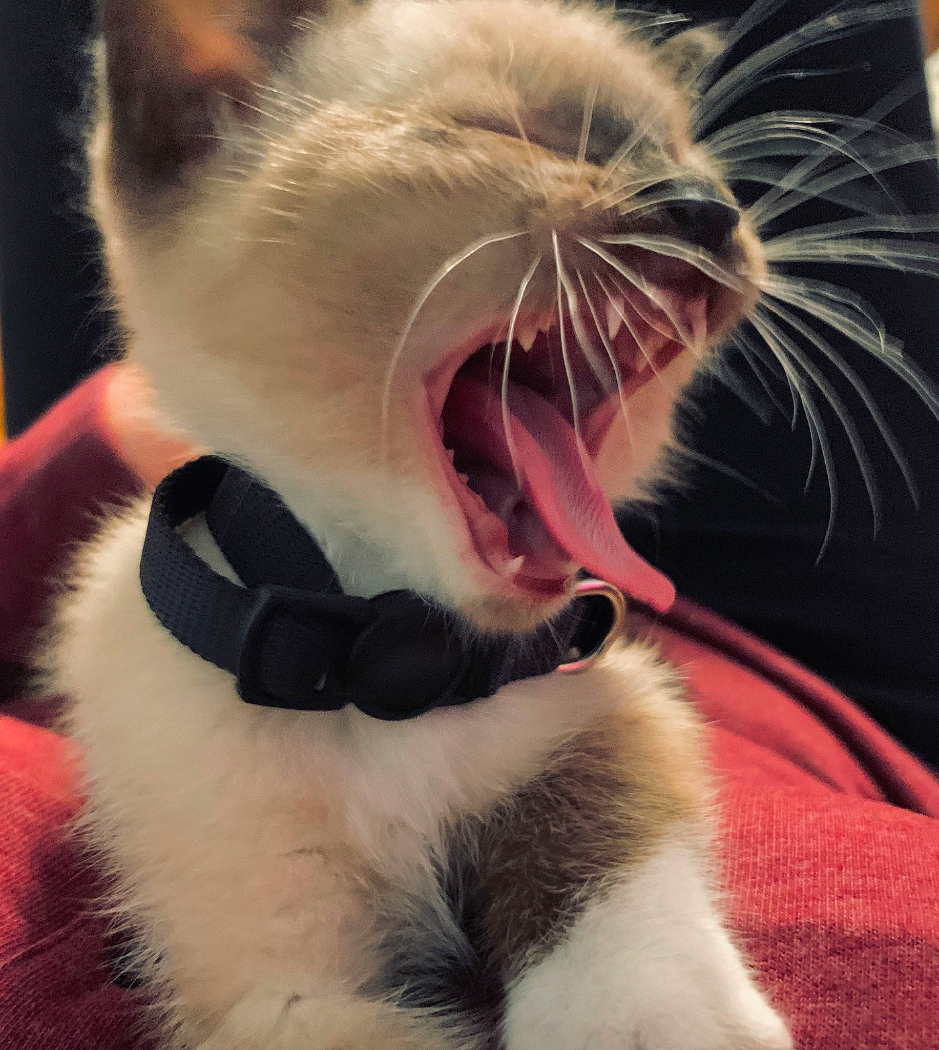 Umbra Indigo is registered to the contest to win money with this photo: carnivore, cat, close_up, ear, eye, facial_expression, fang, felidae, fur, jaw, mouth, nose, organ, paw, small_to_medium_sized_cats, snout, tongue, tooth, whiskers, yawn