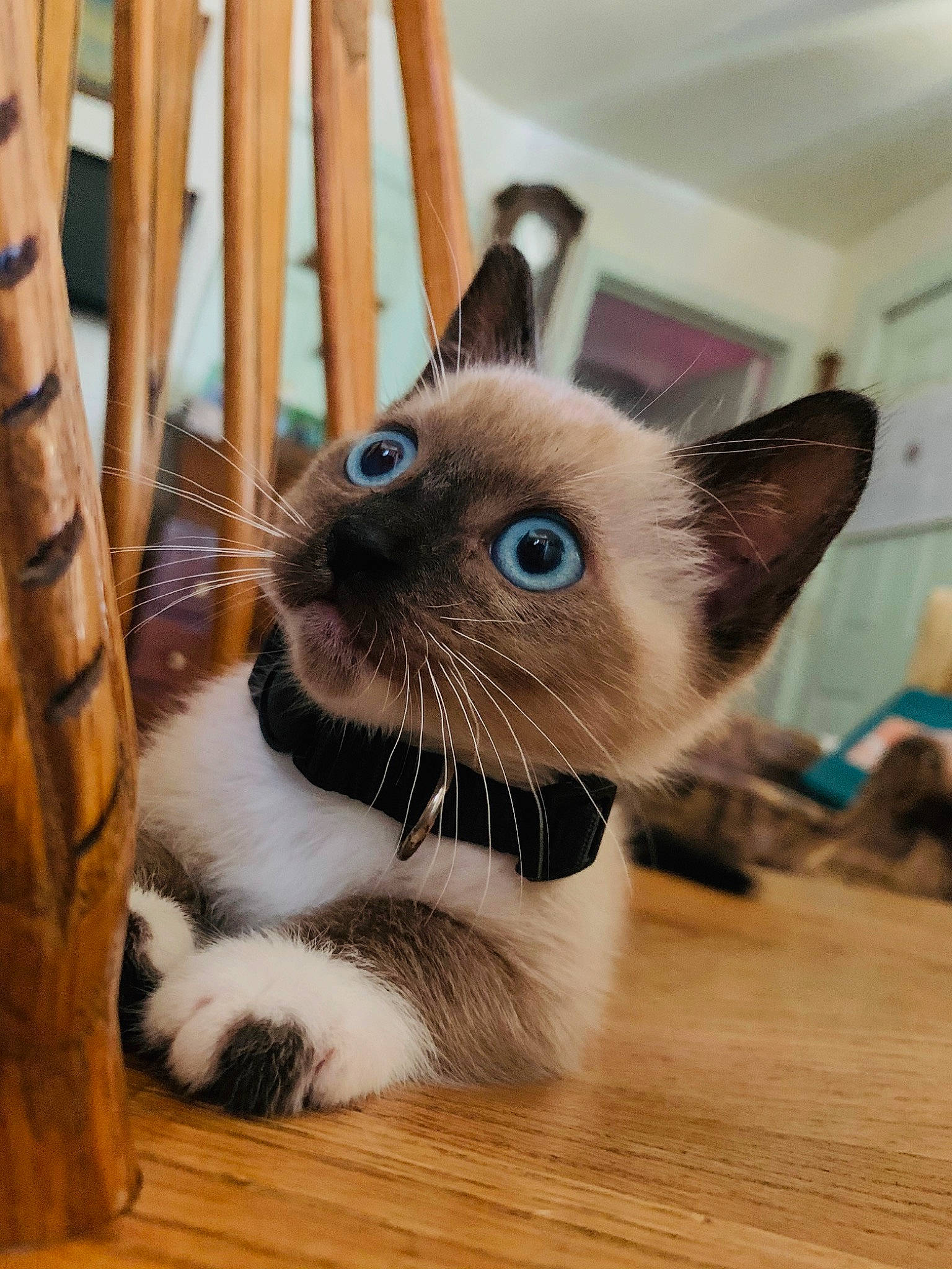 Umbra Indigo is registered to the contest to win money with this photo: asian, balinese, birman, carnivore, cat, domestic_short_haired_cat, eye, felidae, himalayan, kitten, mammal, ojos_azules, siamese, small_to_medium_sized_cats, snout, snowshoe, thai, tonkinese, vertebrate, whiskers