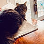 cat, tabby, indoor, table, mat, wooden_table, pet, feline, fur, window, glass_door, daylight, domestic_animal, relaxed, curious, home, interior, animal, closeup, resting
