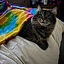 cat, tabby, bed, blanket, tie_dye, indoor, feline, pet, fur, whiskers, curious, cozy, resting, green_eyes, domestic_animal, comfort, soft_light, furniture, bedroom, household