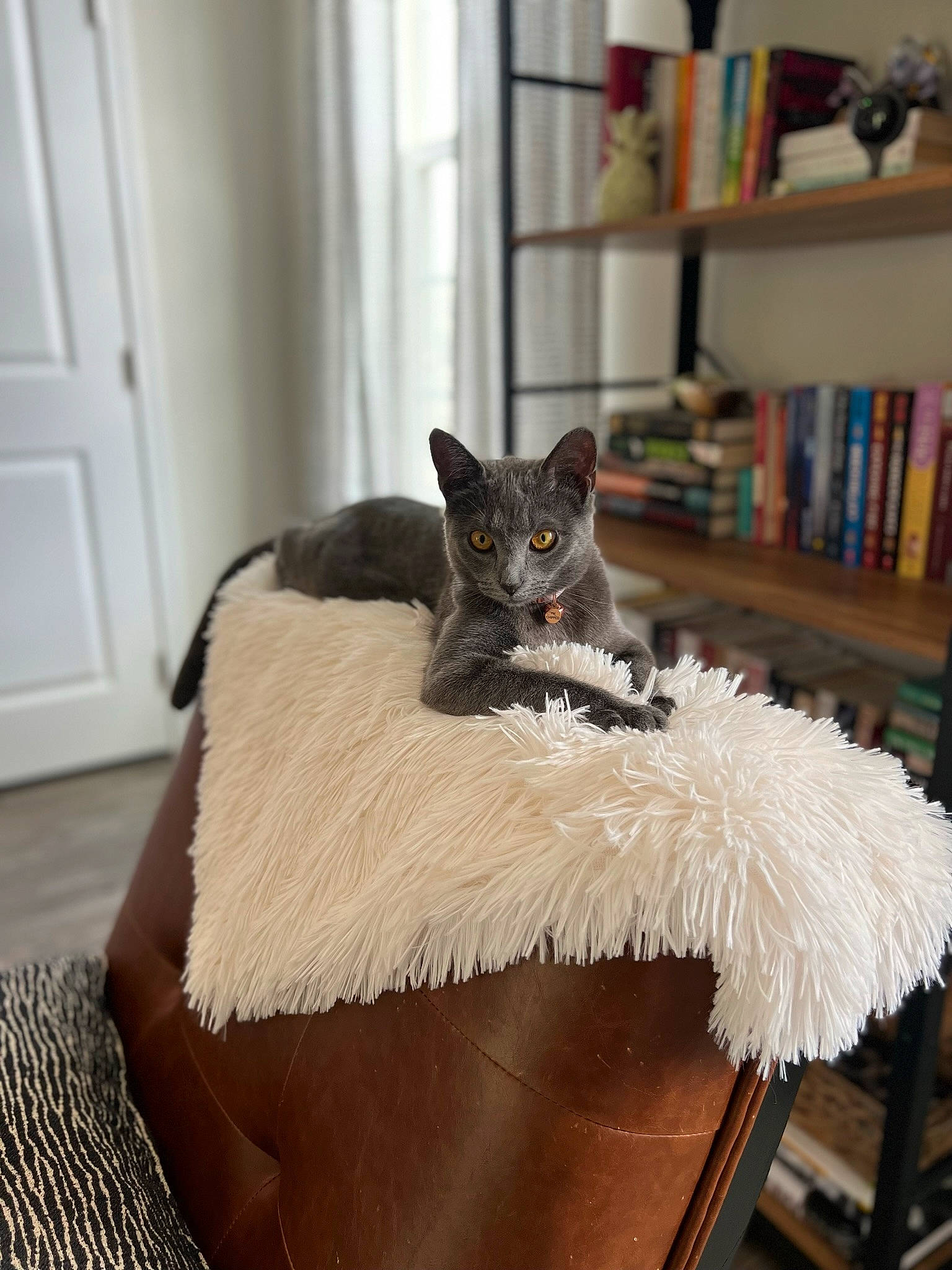 Cleocatra is registered to the contest to win money with this photo: bookcase, carnivore, cat, comfort, costume_hat, domestic_short_haired_cat, door, fashion_accessory, fawn, felidae, flooring, fur, grey, linens, shelf, small_to_medium_sized_cats, tail, textile, whiskers, wood