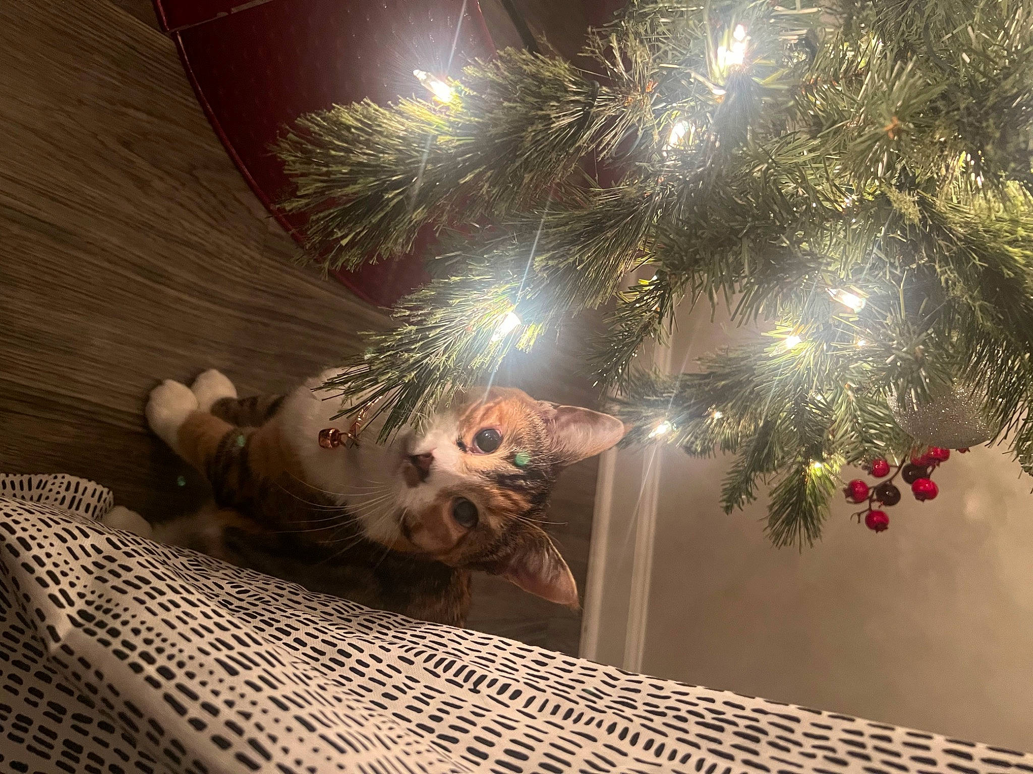 Neferkiti is registered to the contest to win money with this photo: christmas, christmas_decoration, christmas_eve, christmas_lights, christmas_ornament, conifer, darkness, event, felidae, flooring, fur, holiday, holiday_ornament, interior_design, new_year, ornament, small_to_medium_sized_cats, tail, tree, whiskers