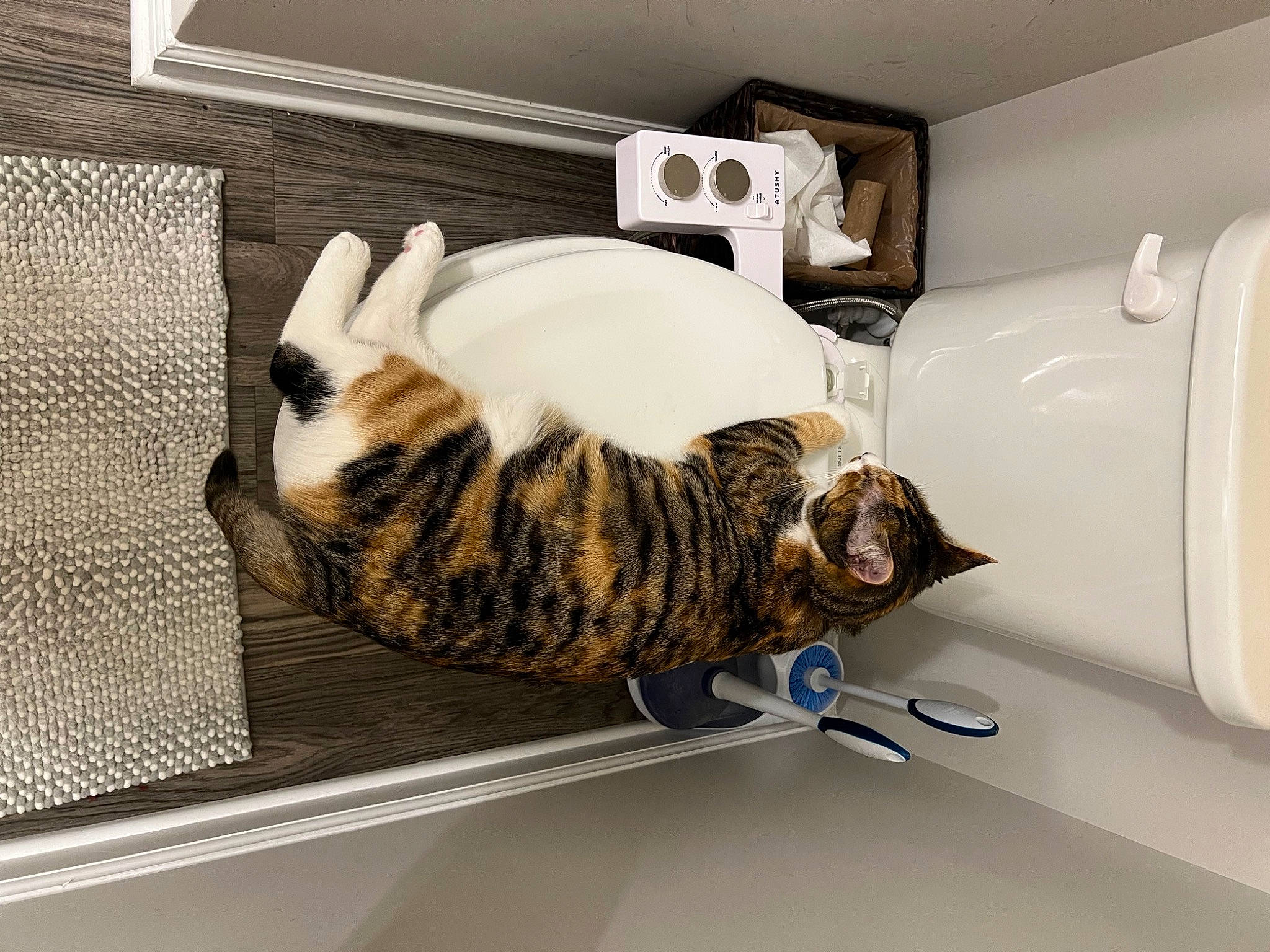 Neferkiti is registered to the contest to win money with this photo: carnivore, cat, comfort, domestic_short_haired_cat, felidae, flooring, fur, hardwood, paw, pet_supply, room, small_to_medium_sized_cats, tail, whiskers, wood