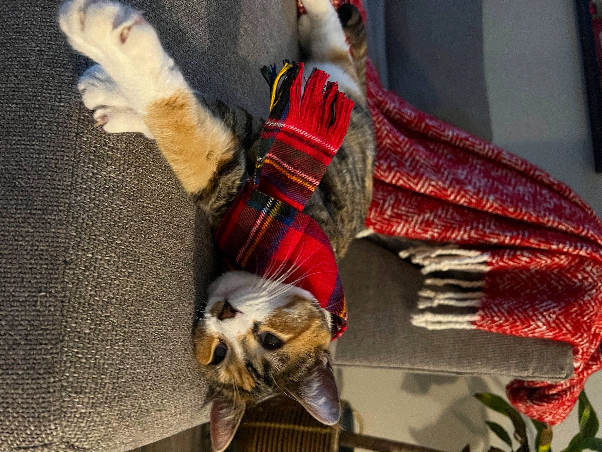 Neferkiti joined the competition — help win amazing prizes! art, carmine, fashion_accessory, fashion_design, fur, glove, headgear, human_leg, linens, pattern, plaid, room, tartan, textile, thread, vertebrate, wood, wool, woolen, woven_fabric