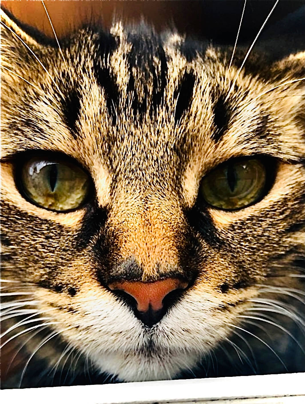 Loki joined the competition — help win amazing prizes! art, carnivore, cat, close_up, domestic_short_haired_cat, felidae, fur, graphics, grass, head, illustration, photography, rectangle, small_to_medium_sized_cats, snout, terrestrial_animal, whiskers, wildlife