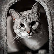 Verruca is registered to the contest to win money with this photo: big_eyes, cat, cat_house, close_up, cozy, cubby, curious, ears, feline, fur, indoor, monochrome, nose, paws, peek, pet, portrait, texture, tunnel, whiskers
