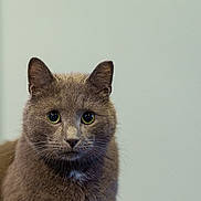 Thumper is registered to the contest to win money with this photo: cat, gray_cat, pet, close_up, portrait, fur, animal, whiskers, ears, green_eyes, indoor, looking, cute, feline, mammal, domestic_animal, soft_background, curious, fluffy, face