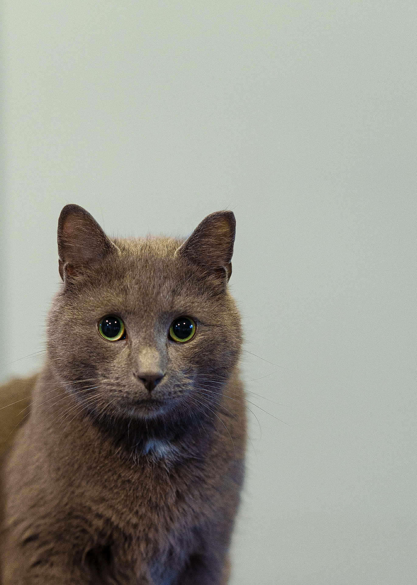 Thumper is registered to the contest to win money with this photo: cat, gray_cat, pet, close_up, portrait, fur, animal, whiskers, ears, green_eyes, indoor, looking, cute, feline, mammal, domestic_animal, soft_background, curious, fluffy, face