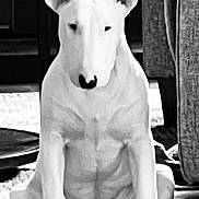 Nanuq is registered to the contest to win money with this photo: dog, bull_terrier, white_dog, sitting, indoor, furniture, carpet, calm, pet, animal, portrait, ears, muscular, black_and_white, canine, paw, nose, head, quiet, domestic