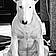 Nanuq
