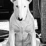 dog, bull_terrier, white_dog, sitting, indoor, furniture, carpet, calm, pet, animal, portrait, ears, muscular, black_and_white, canine, paw, nose, head, quiet, domestic